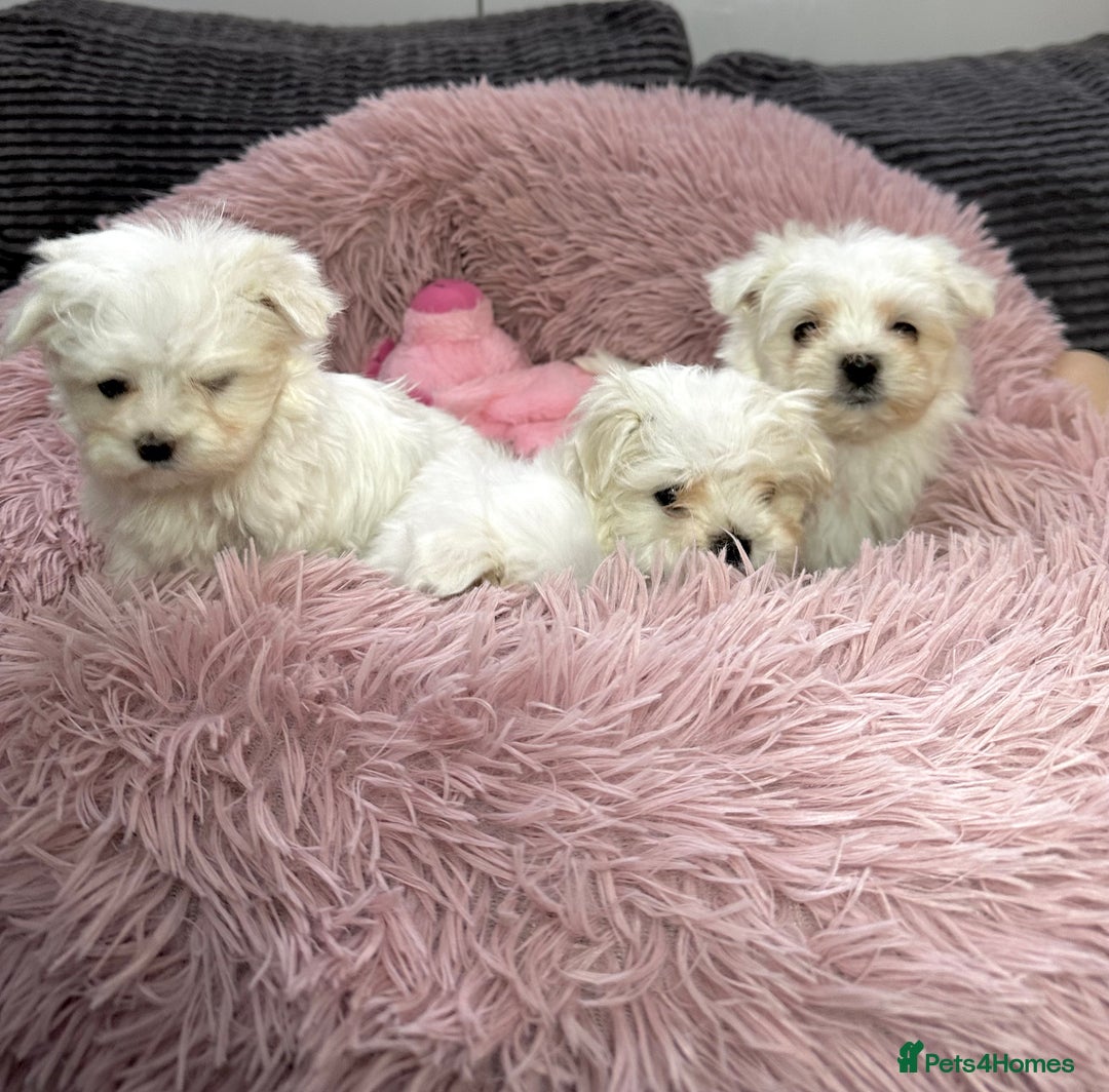 Maltese dogs for sale: Maltese puppies - Advert 3