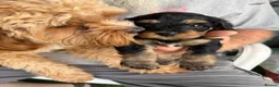 Cavapoo dogs for sale: Cavapoo puppies for sale in Evesham - Advert 5