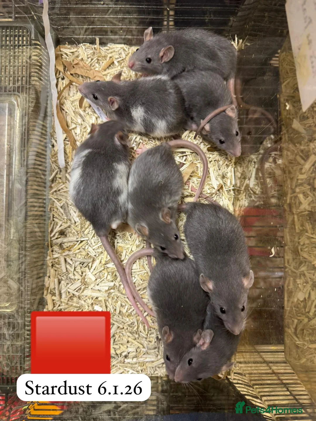 Rat rodents for sale: Gorgeous baby rats dwarf and full size Sheffield - Advert 15