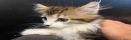 Mixed Breed cats for sale: Super fluffy mixed breed Kittens - Advert 15