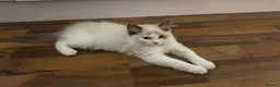 Ragdoll cats for sale: Ragdoll kittens for sale  - Advert 22