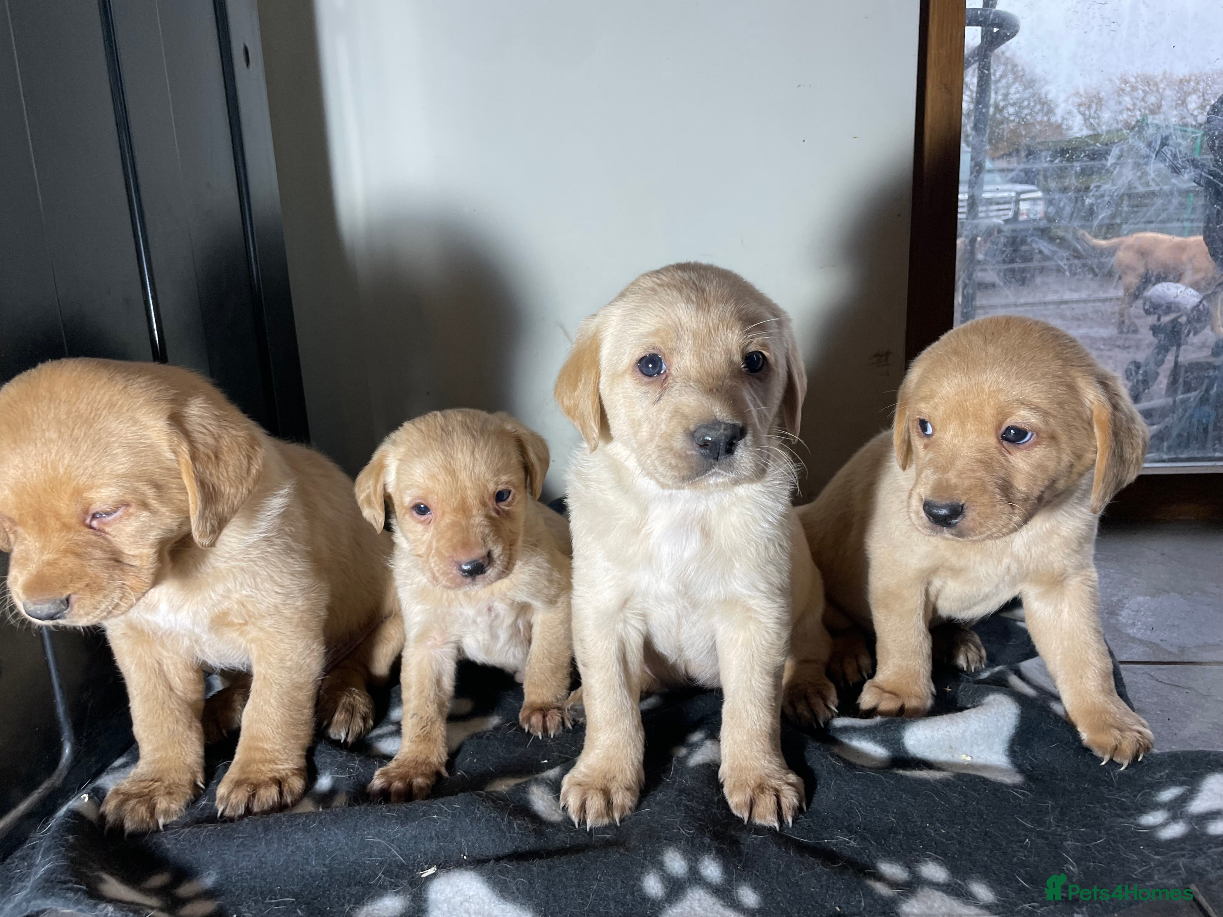 Labrador Retriever dogs Stunning chunky fox red pups - Advert 6