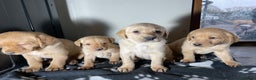 Labrador Retriever dogs for sale: Ready now Stunning chunky fox red pups - Advert 1
