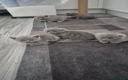 Scottish Fold cats for sale: Scottish fold short hair  Kittens  - Image 4