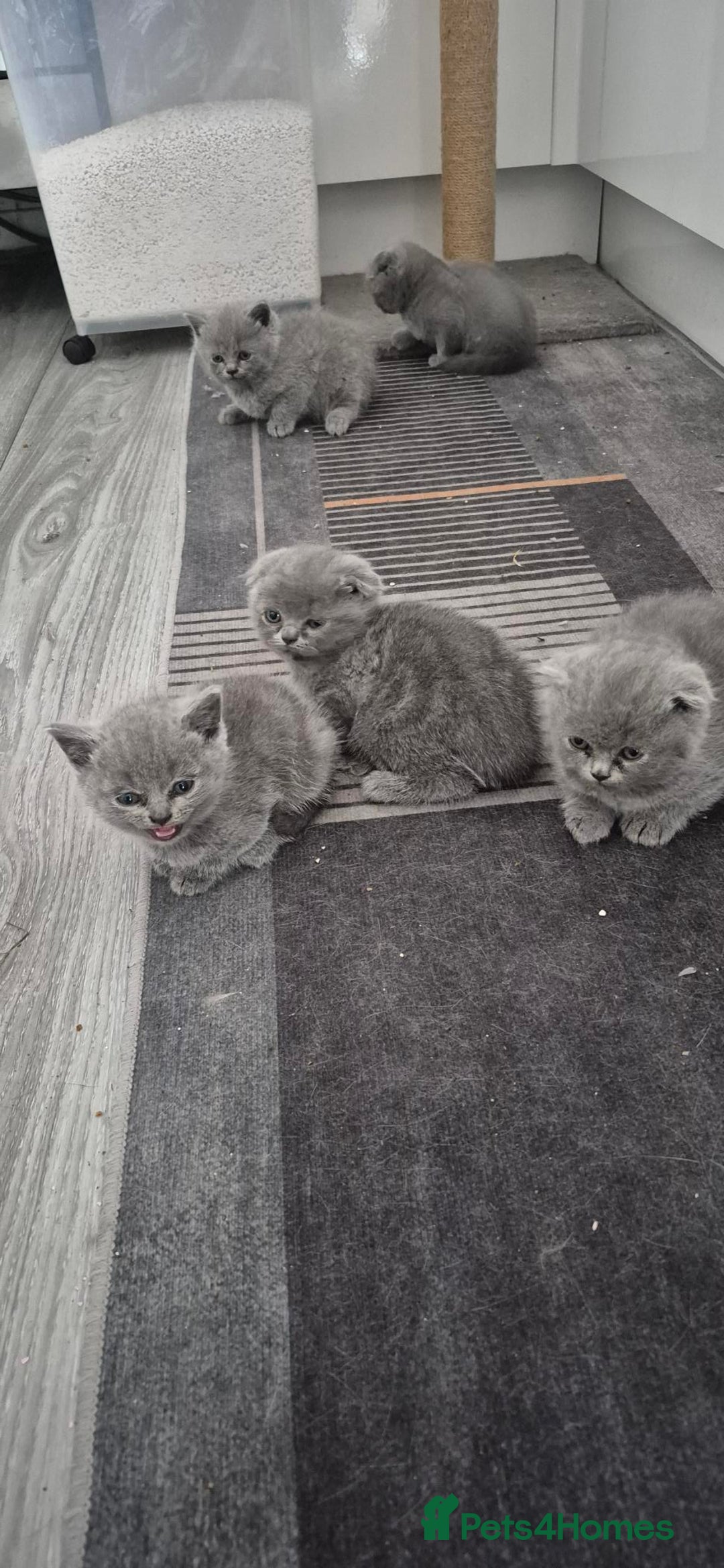 Scottish Fold cats for sale: Scottish fold short hair  Kittens  - Image 4
