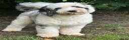 Sheepadoodle dogs for stud: Unique midi sheepadoodle hybrid stud - Advert 30