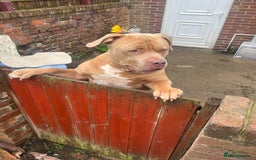 Presa Canario dogs for sale: Male cane corso cross in Chester-le-Street - Image 1