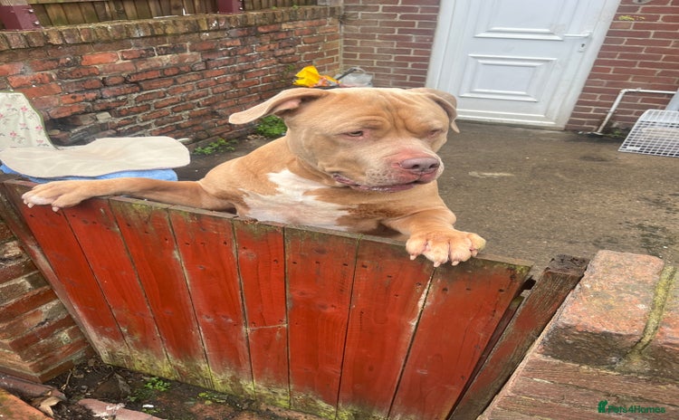 Presa Canario dogs in Chester-le-Street - Advert 3