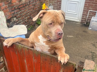 Presa Canario dogs in Chester-le-Street - Advert 30