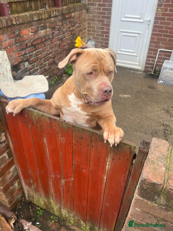 Presa Canario dogs in Chester-le-Street - Advert 3