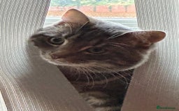 Domestic Shorthair cats for sale: 2 Beautiful Males (selling due2my partners illness - Image 6