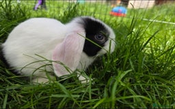 Mini Lop rabbits for sale: Mini Lop Rabbits Doe & very Playful Buck - Image 3
