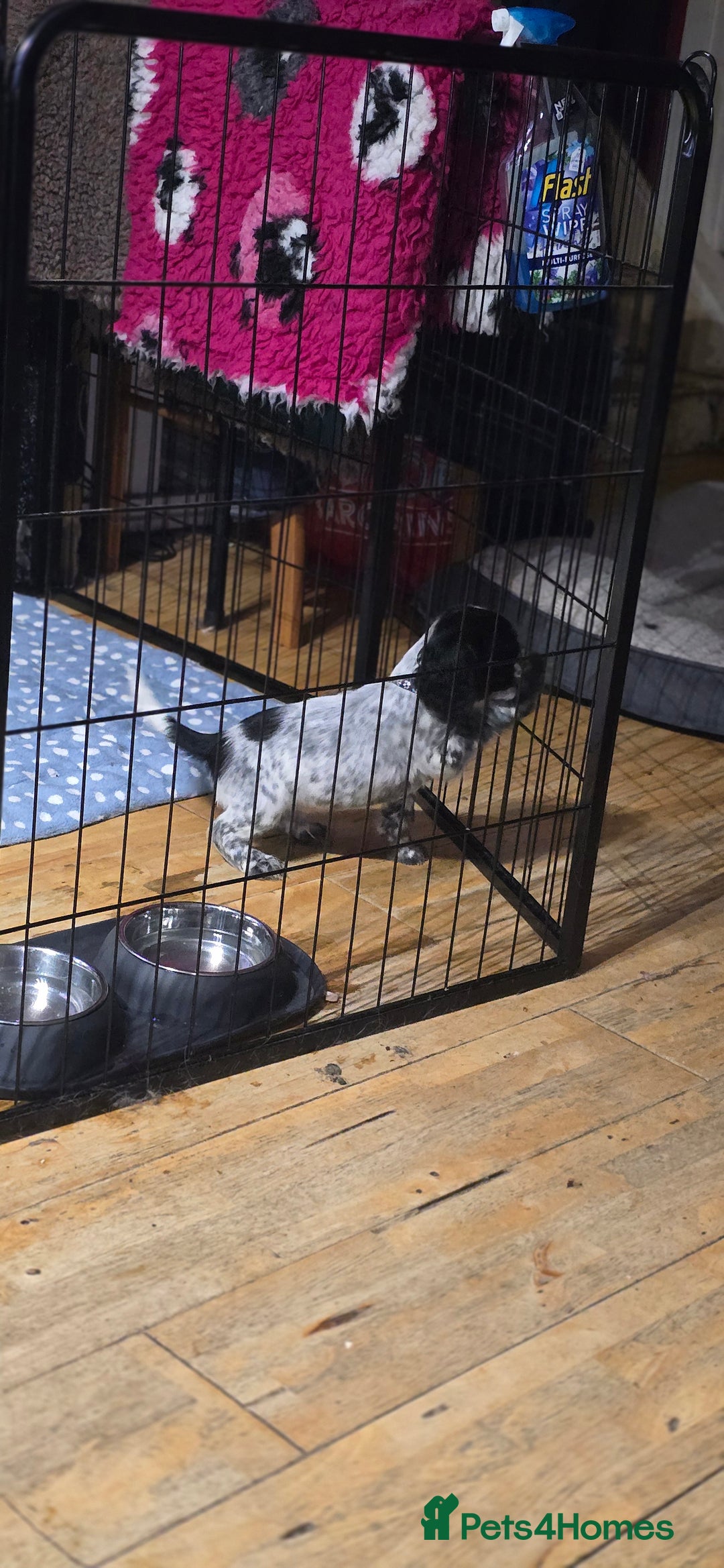 Cocker Spaniel dogs for sale: Cocker Spaniel Puppies - Image 8