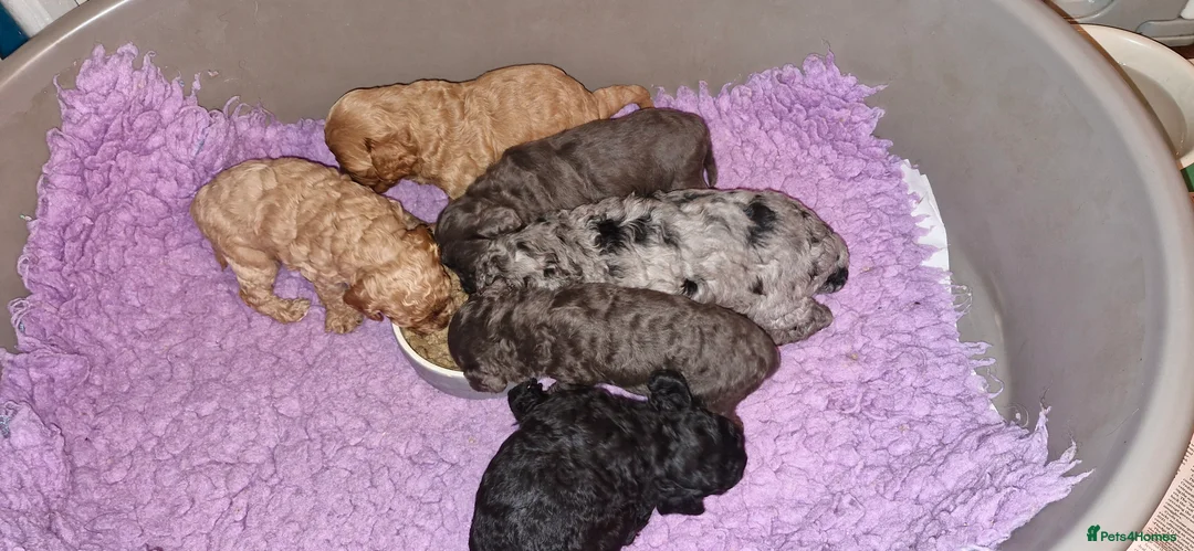 Poodle dogs for stud: Merle black & silver poodle for stud only .  in Lincoln - Advert 23