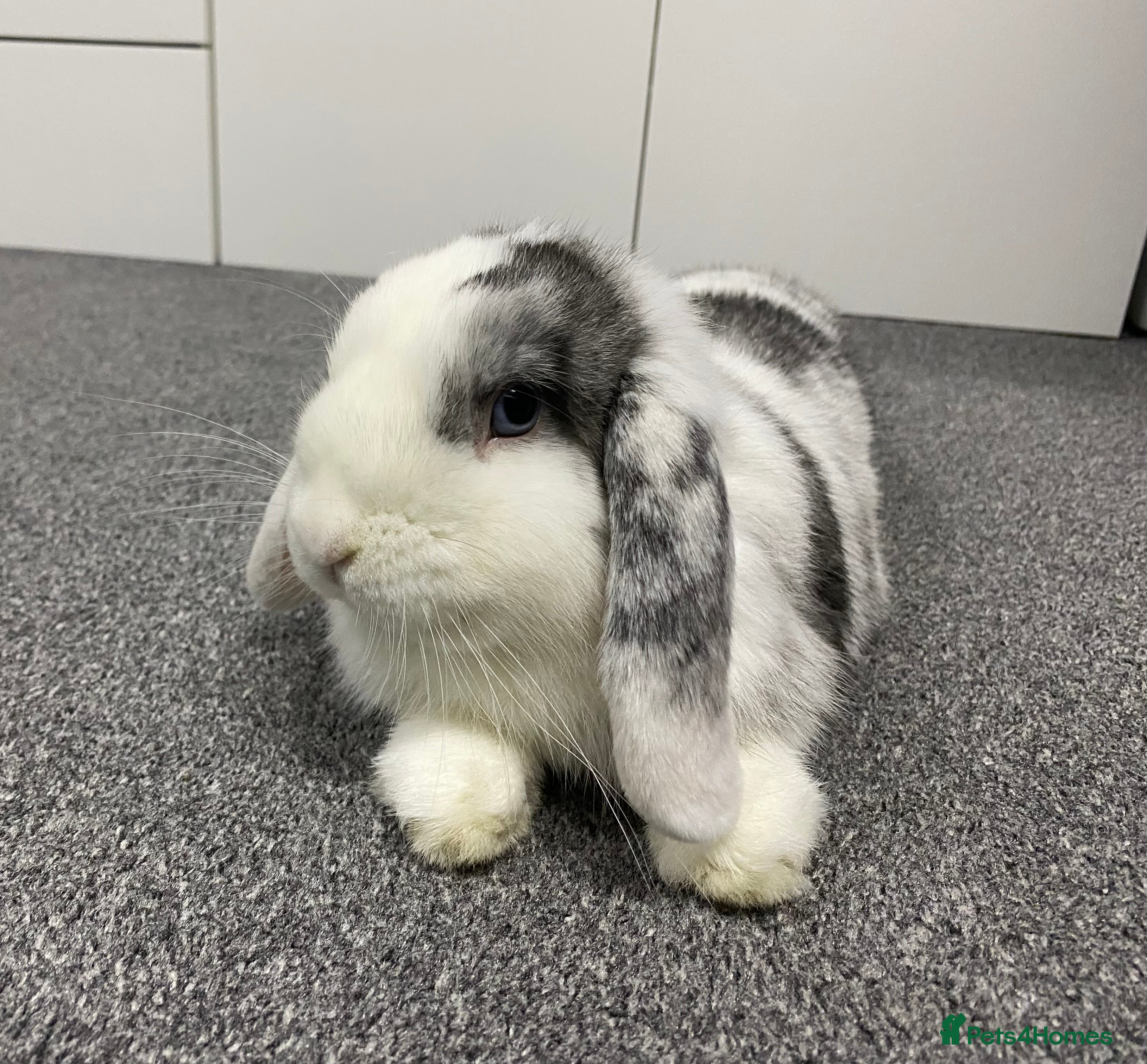 Mini Lop rabbits Gorgeous young Mini Lop - Buck - Advert 5
