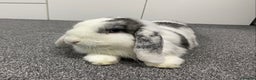 Mini Lop rabbits for sale: Gorgeous young Mini Lop - Buck - Advert 1