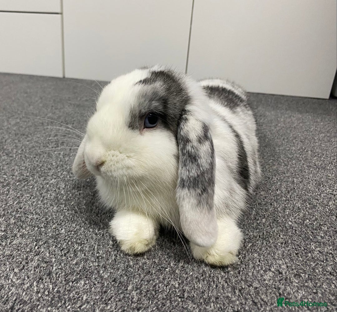 Mini Lop rabbits for sale: Gorgeous young Mini Lop - Buck - Advert 1