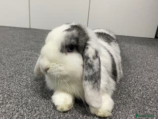 Mini Lop rabbits Gorgeous young Mini Lop - Buck - Advert 5