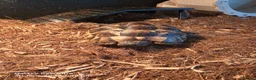 Tortoise reptiles for sale: Spur thighed Greek tortoise in Cwmbran - Advert 2