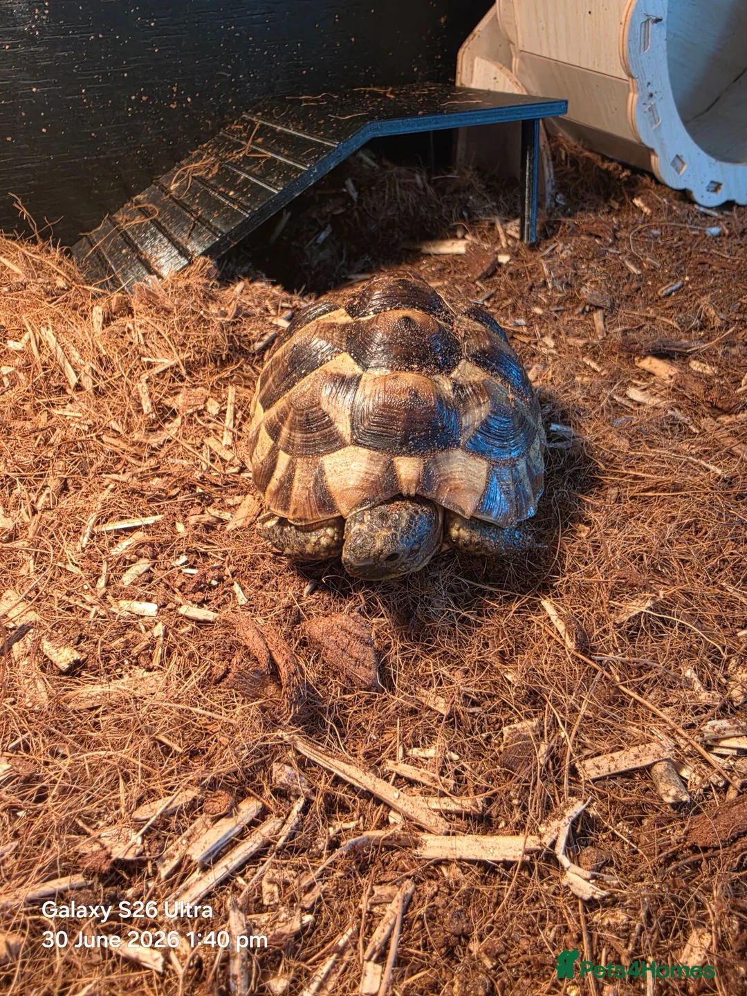 Tortoise reptiles for sale: Spur thighed Greek tortoise in Cwmbran - Advert 2
