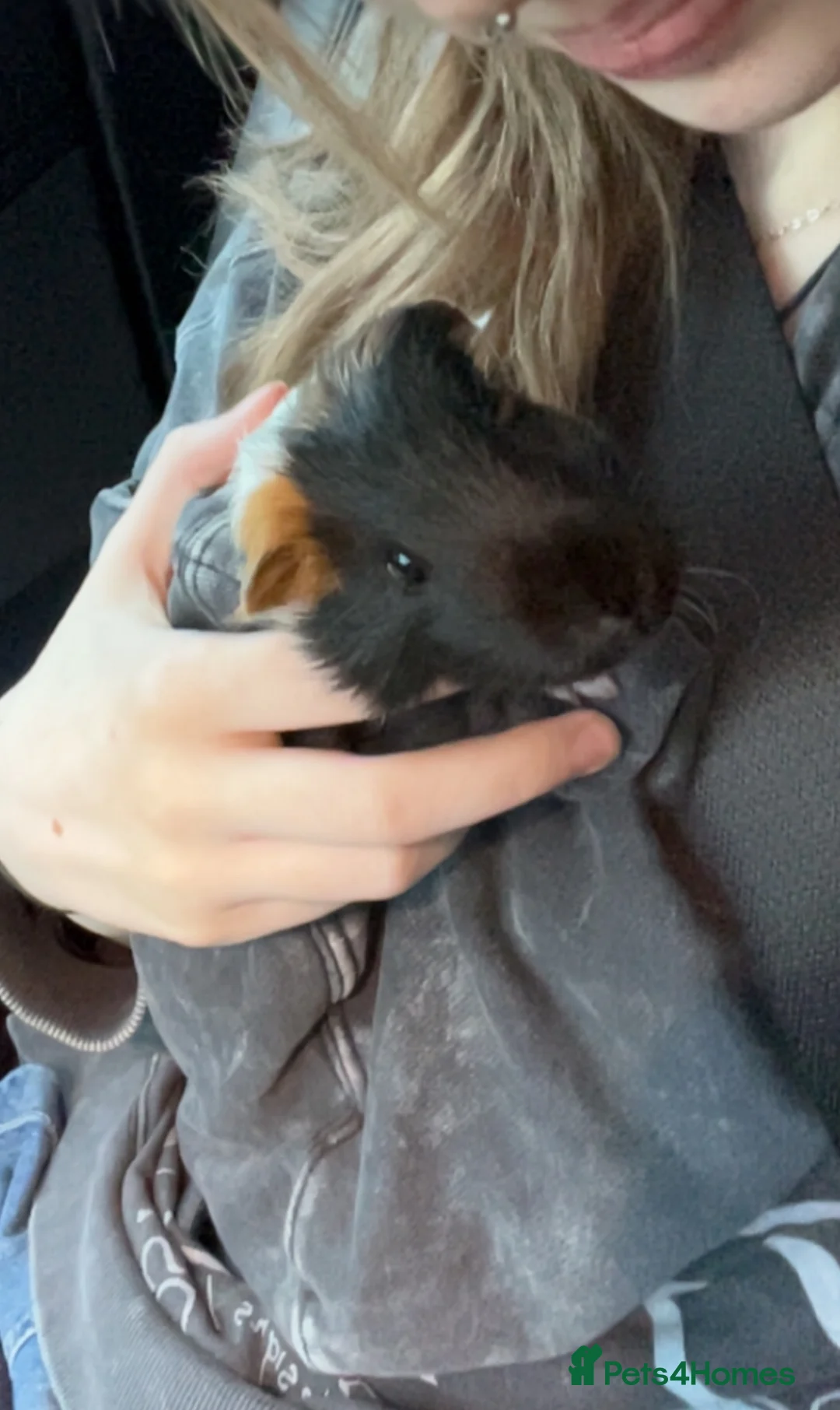 Guinea Pig rodents for sale: frank, gus, rey  - Advert 2