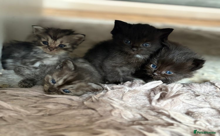 Ragdoll cats - Advert 1