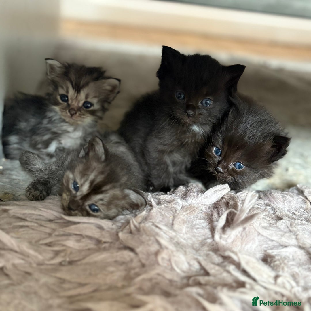 Ragdoll cats for sale: 4 lush kittens looking for home  - Image 1