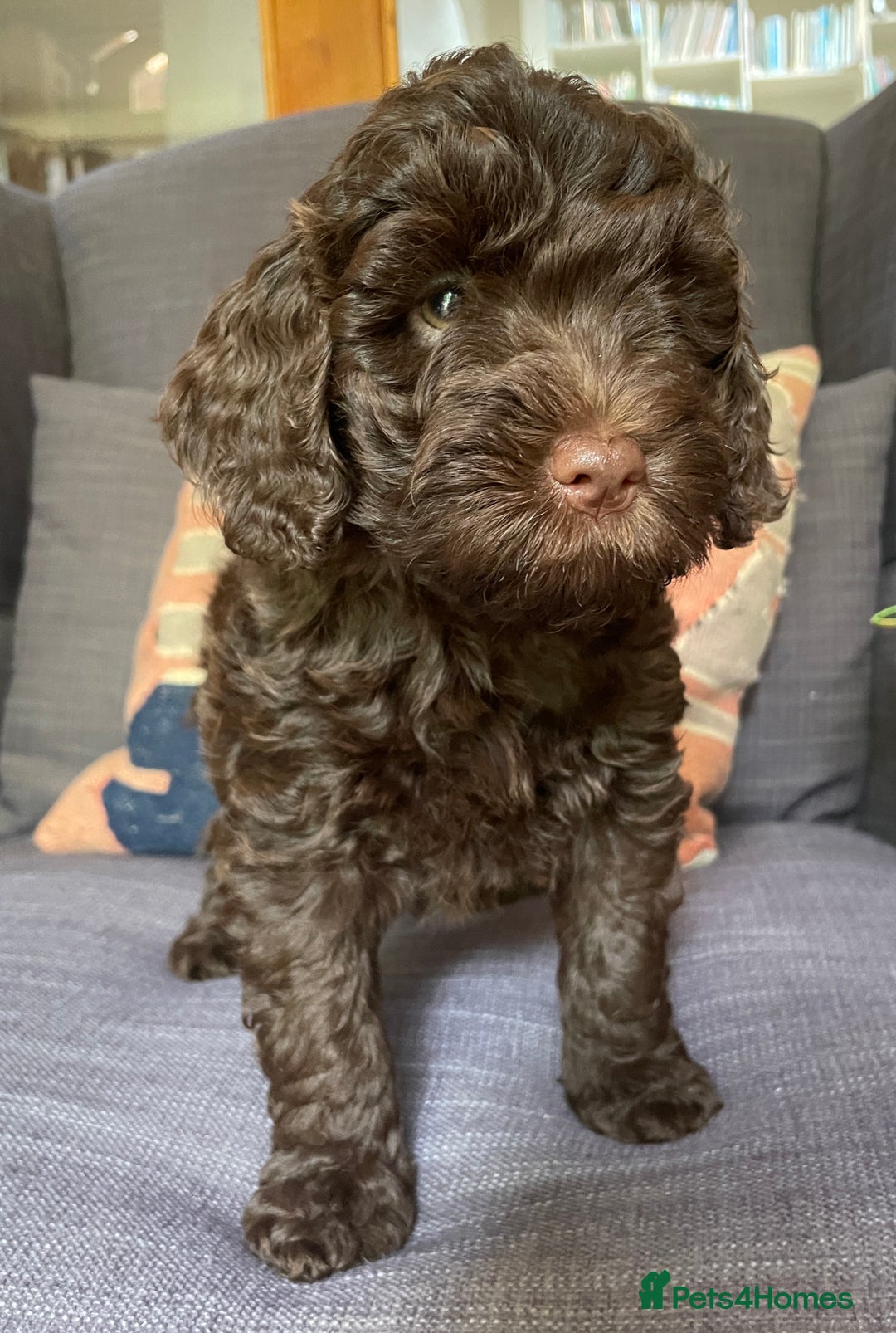 Schnoodle dogs for sale: F1 mega coated mini cross Schnoodles - Image 29