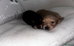 Miniature Dachshund dogs for sale: Miniature Longhair Dachshund Puppies  - Image 5