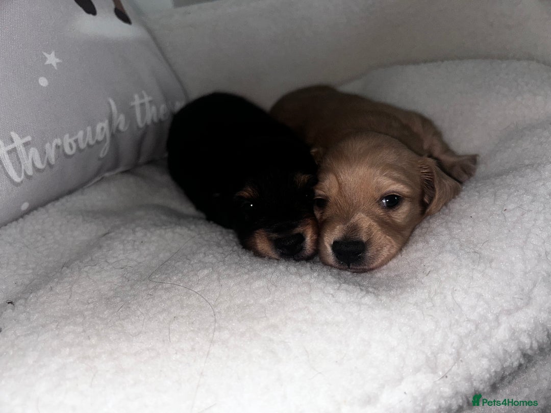 Miniature Dachshund dogs for sale: Miniature Longhair Dachshund Puppies  - Image 5