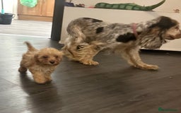 Cockapoo dogs for sale: Adorable Cockpoo looking for his forever home - Image 3