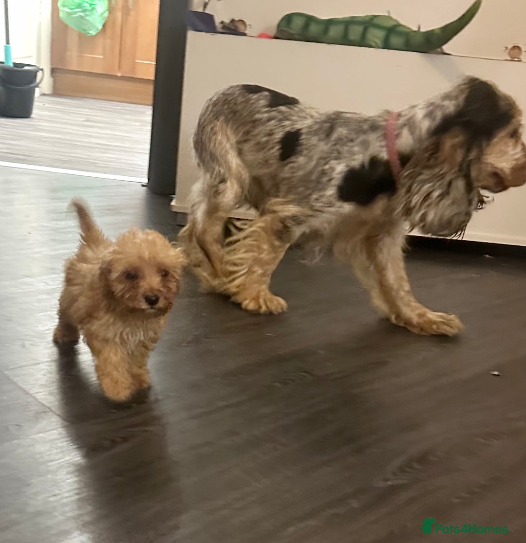 Cockapoo dogs for sale: Adorable Cockpoo looking for his forever home - Image 3