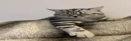 British Shorthair cats for sale: Silver Tabby British Shorthair  in Beverley - Advert 7
