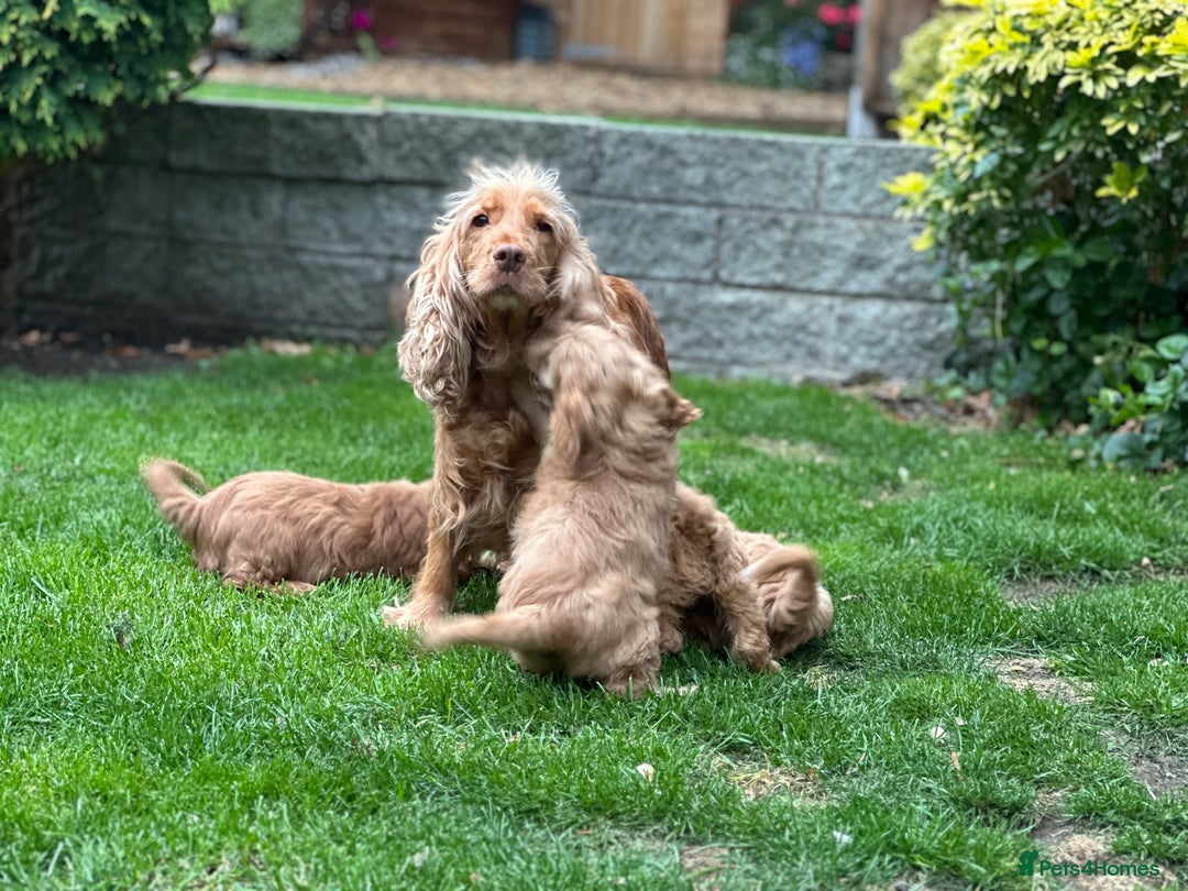Cockapoo dogs for sale: Stunning cockapoos ready now for loving homes  - Image 15