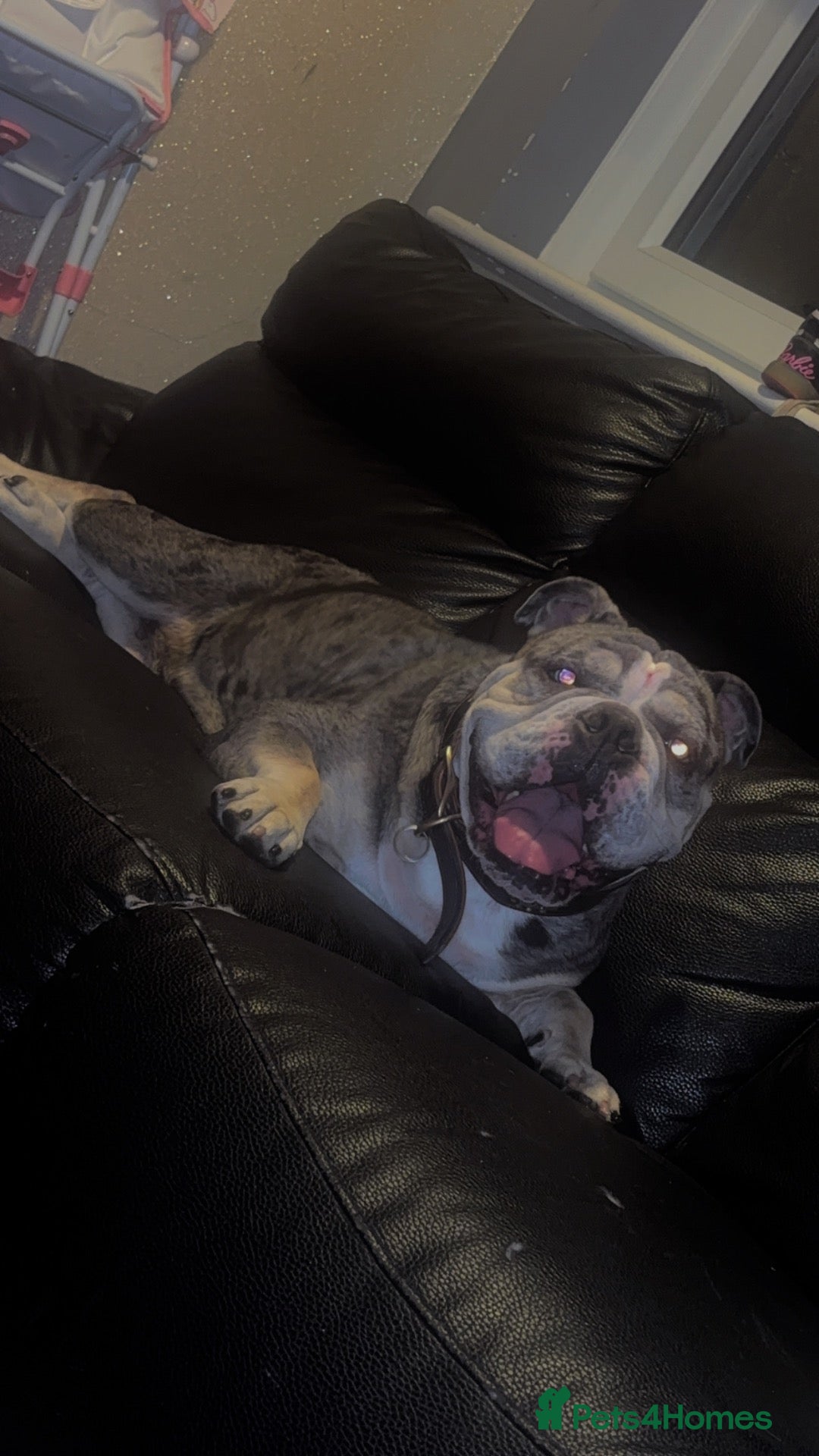 English Bulldog dogs for sale: Missy - Advert 7