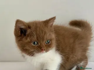 British Shorthair cats for sale: Show-quality. BSH. Cinnamon Bi-colour - Advert 2