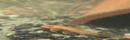 Plecos fish for sale: Baby bristlenose pleco's for sale! in Coalville - Advert 4