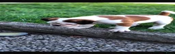 Boxer dogs for sale: Boxer pups  - Advert 5