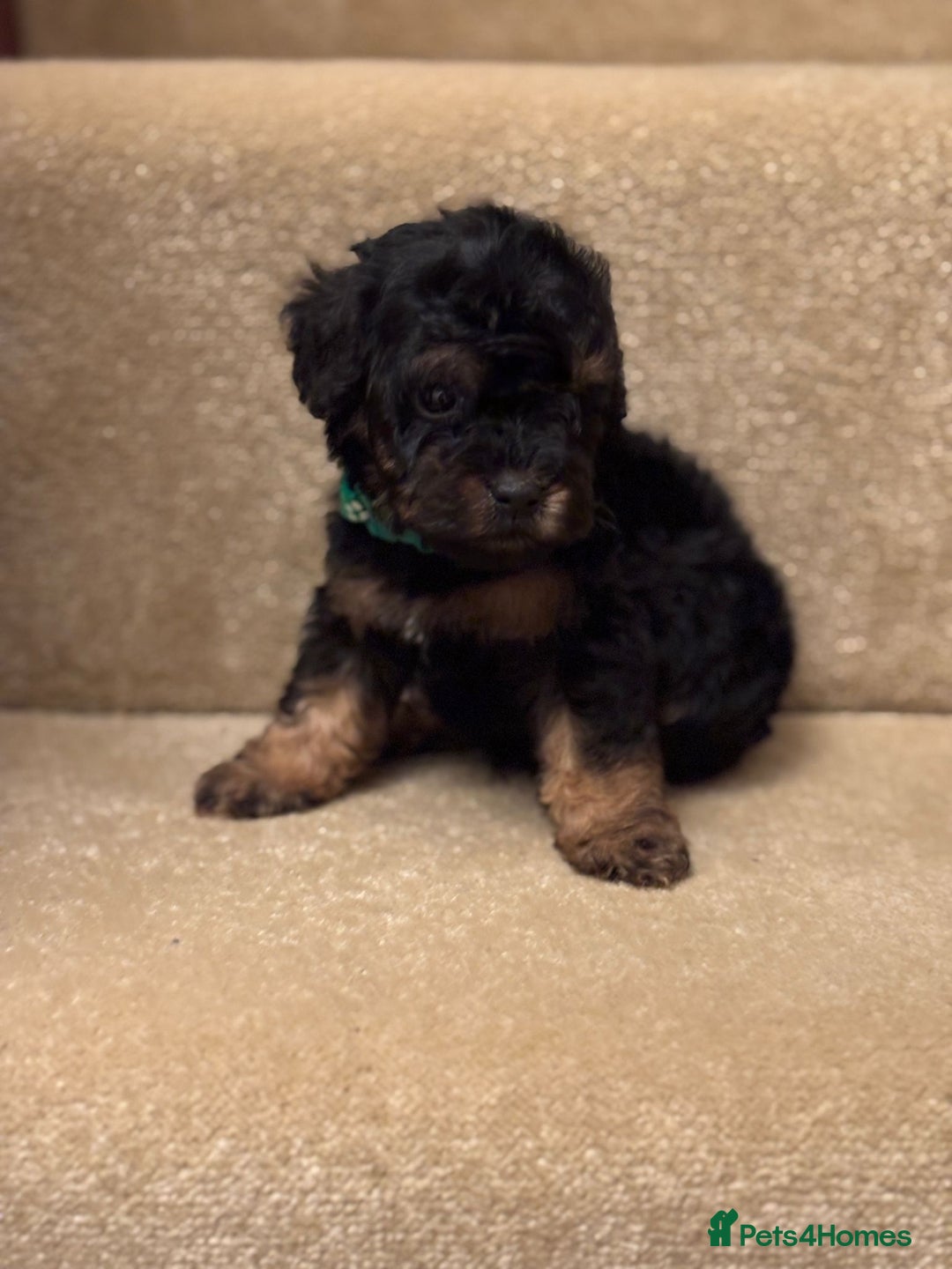 Cavapoo dogs for sale: F1A Cavapoos - Advert 9