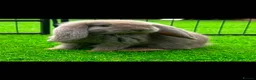 French Lop rabbits for sale: Pure French lops - Advert 1
