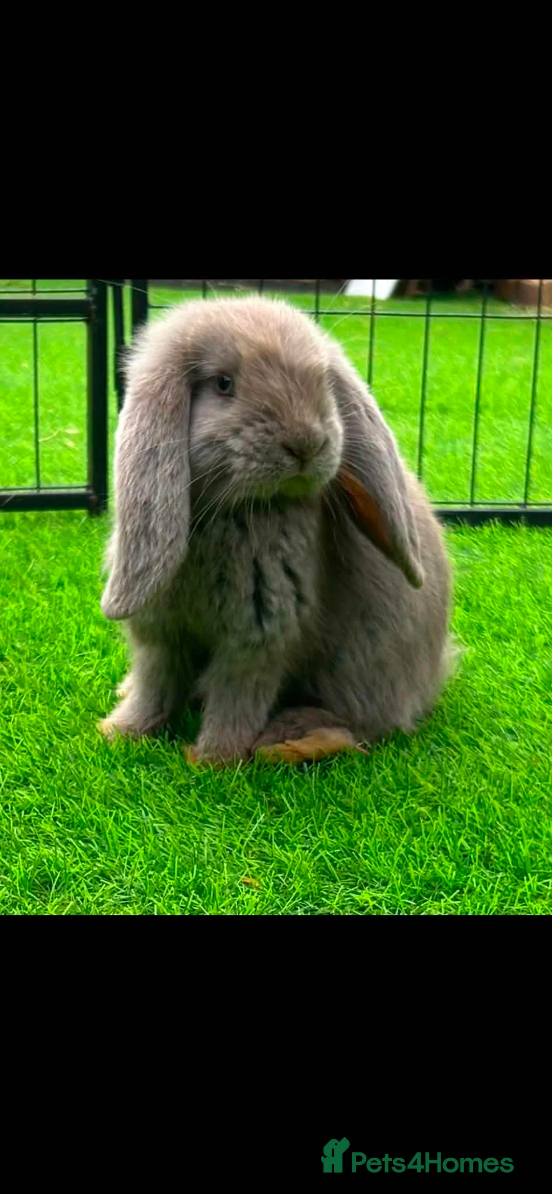 French Lop rabbits for sale: Pure French lops - Advert 1
