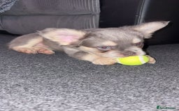 French Bulldog dogs for sale: fluffy frenchie  - Image 1