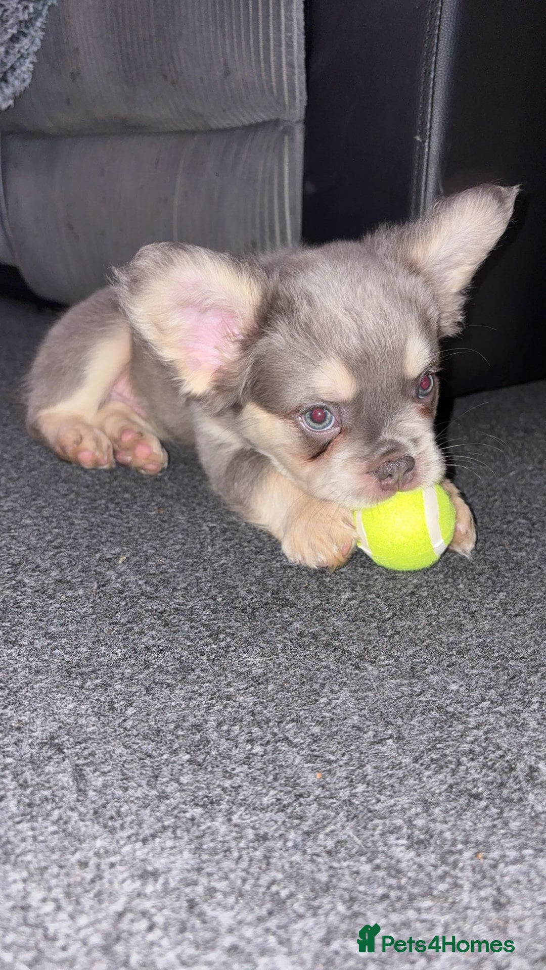 French Bulldog dogs for sale: fluffy frenchie  - Image 1