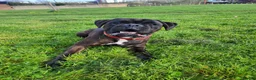 Boxer dogs for stud:  PROVEN KC Registered  Boxer Stud - Advert 3