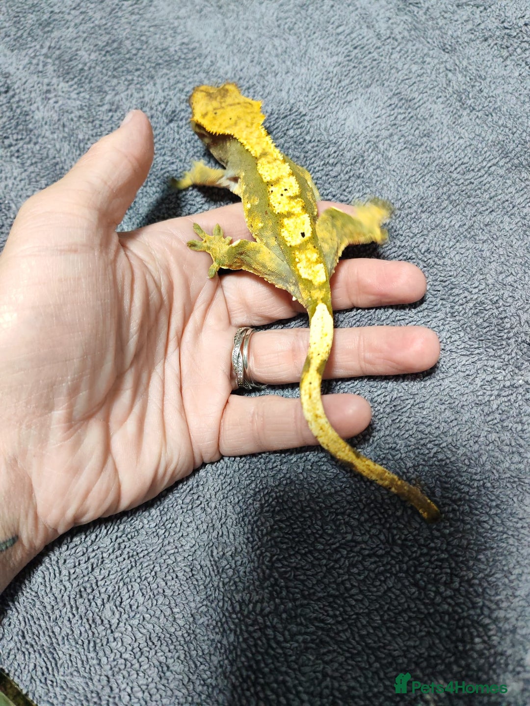 Gecko reptiles for sale: Crested Gecko with enclosure - female - Advert 6