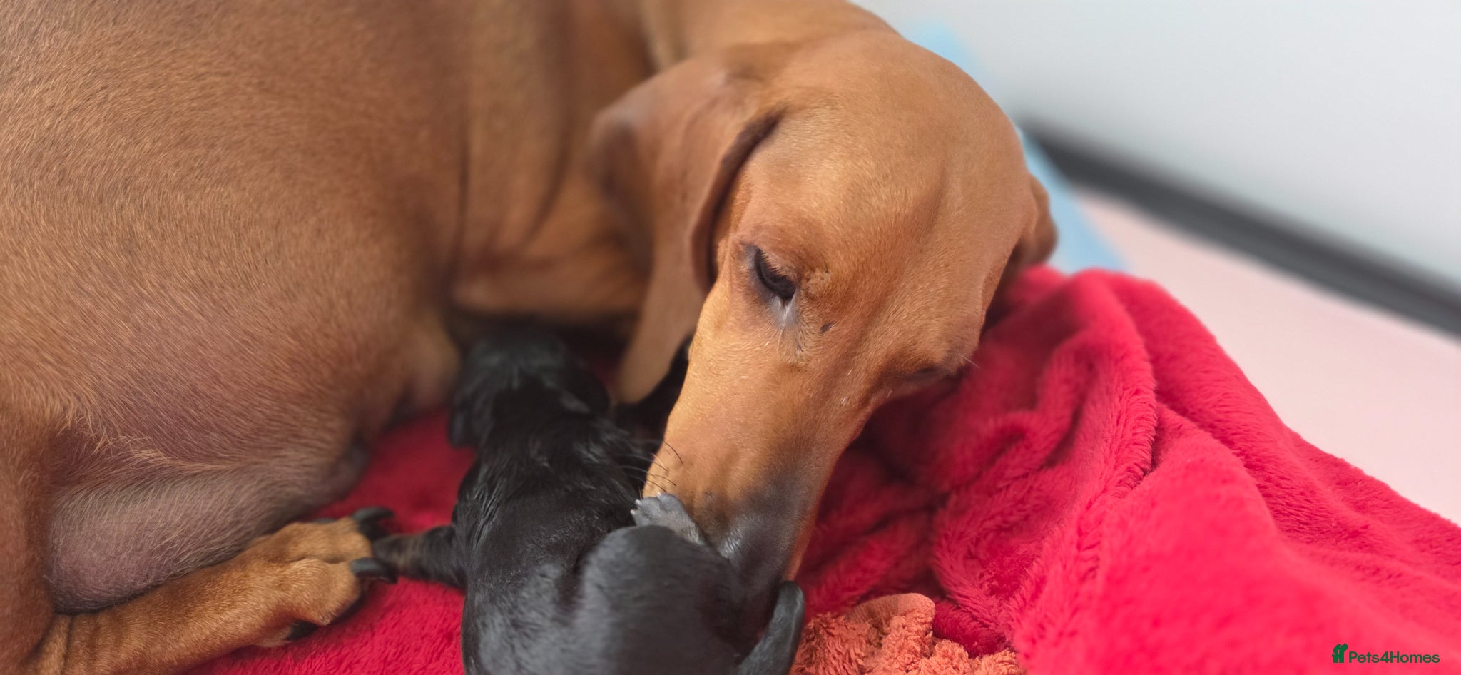 Dachshund dogs KC Registered Standard Smooth Haired Pups - Advert 1