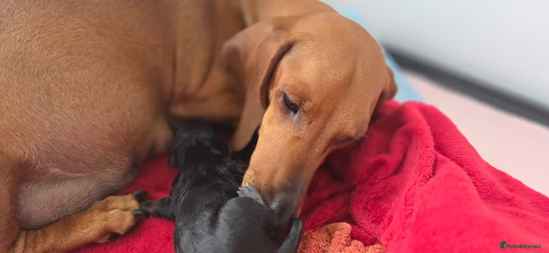 Dachshund dogs for sale: KC Registered Standard Smooth Haired Pups - Advert 1