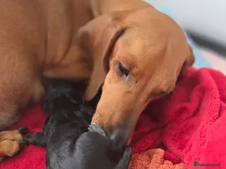 Dachshund dogs KC Registered Standard Smooth Haired Pups - Advert 1