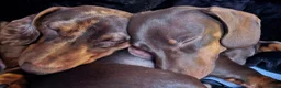 Miniature Dachshund dogs for sale: Rehoming in Maidstone - Advert 1