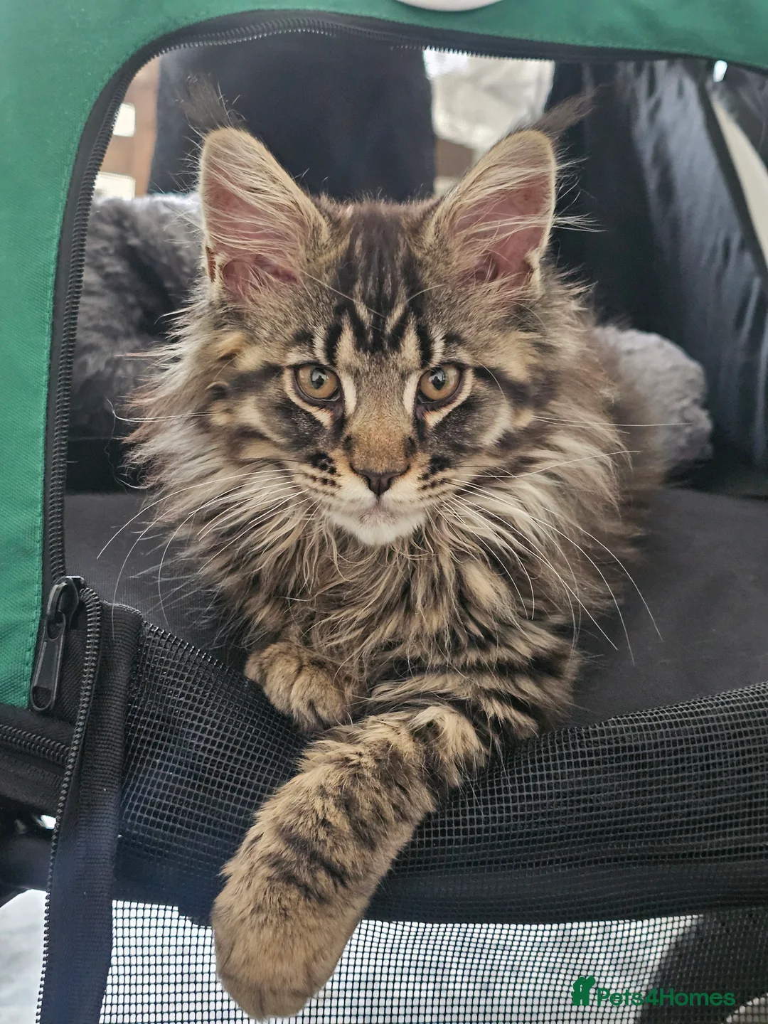 Maine Coon cats for sale: Pedigree Maine Coon girls - Advert 2